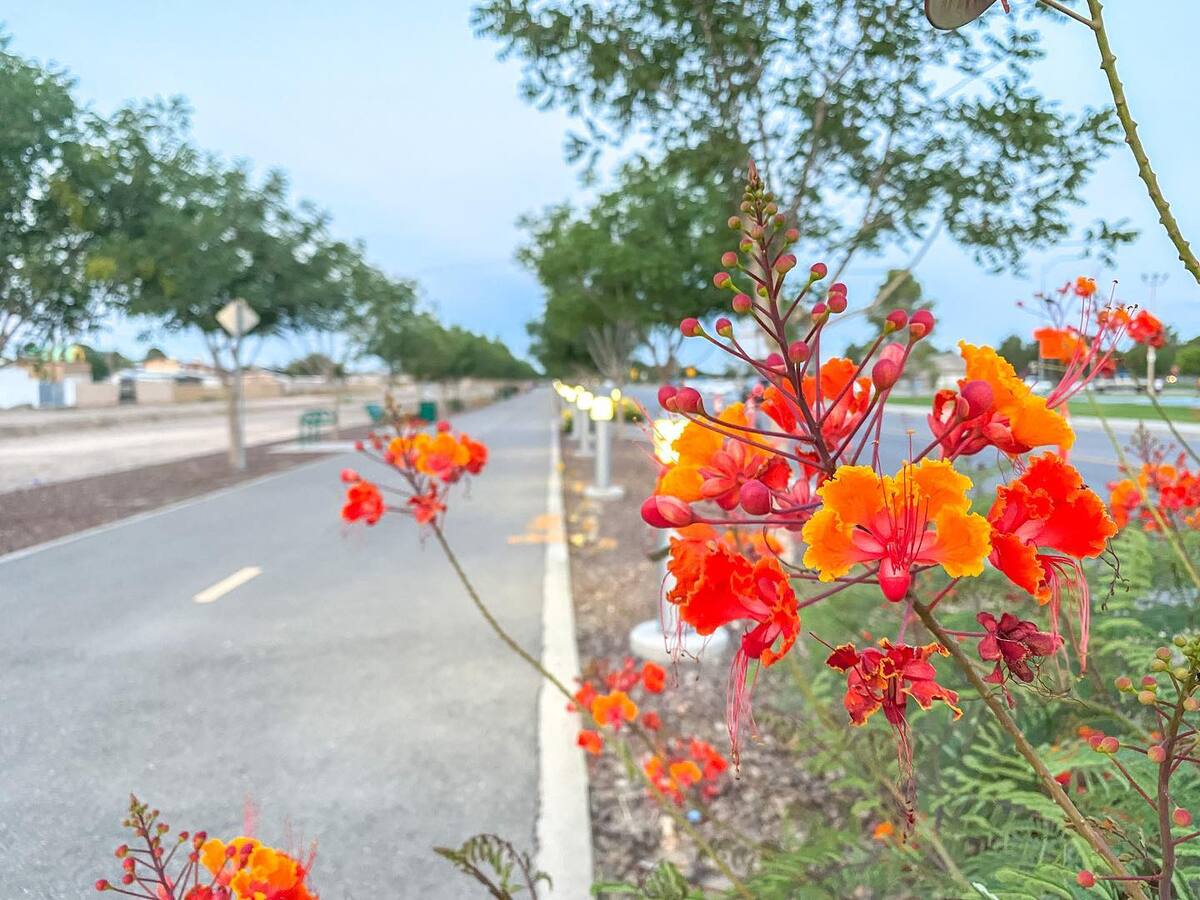 Playa drain trail with flower