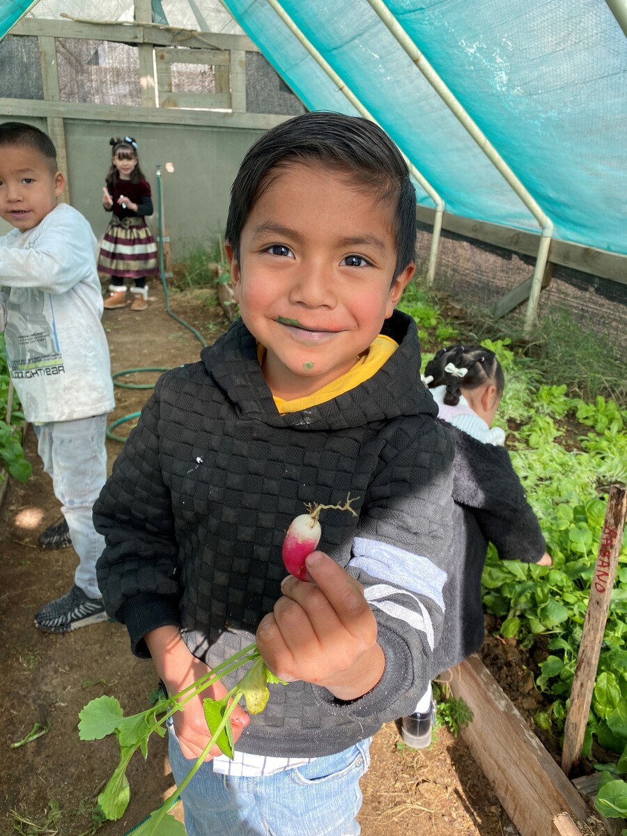 Boy in garden with radish