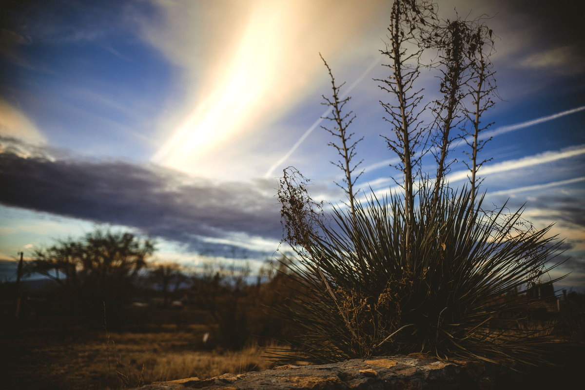 Cactus and skyline